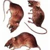 3D Ratten Fenster Sticker 2 3D Ratten Fenster Sticker -Outlet-Horror-Shop 3d ratten fenster sticker halloween deko 3d rats window sticker 37804 01
