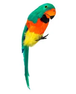 Gefiederter Papagei Grün Und Orange