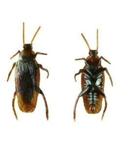 Kakerlake Als Scherzartikel -Outlet-Horror-Shop kakerlake scherzartikel kuechenschabe scherzartikel cockroach party joke 38496 02