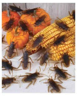 Kakerlaken 40 Stück 5 Kakerlaken 40 Stück -Outlet-Horror-Shop kakerlaken im beutel 40 kunststoff kakerlaken kunststoff kakerlaken 17484 2