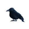 Kleiner Schwarzer Rabe 9 Cm 2 Kleiner Schwarzer Rabe 9 Cm -Outlet-Horror-Shop kleiner schwarzer rabe 12cm 37821