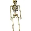 Positionierbares Skelett 35cm 1 Positionierbares Skelett 35cm -Outlet-Horror-Shop positionierbares skelett 35 cm posable skeleton halloween skelett verstellbar 52662