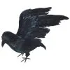 Rabe Mit Gespreizten Flügeln -Outlet-Horror-Shop schwarzer rabe mit gespreizten fluegeln lebensgrosser rabe mit echten federn 21545