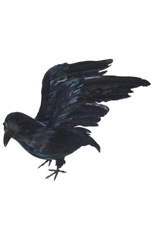 Rabe Mit Gespreizten Flügeln 3 Rabe Mit Gespreizten Flügeln